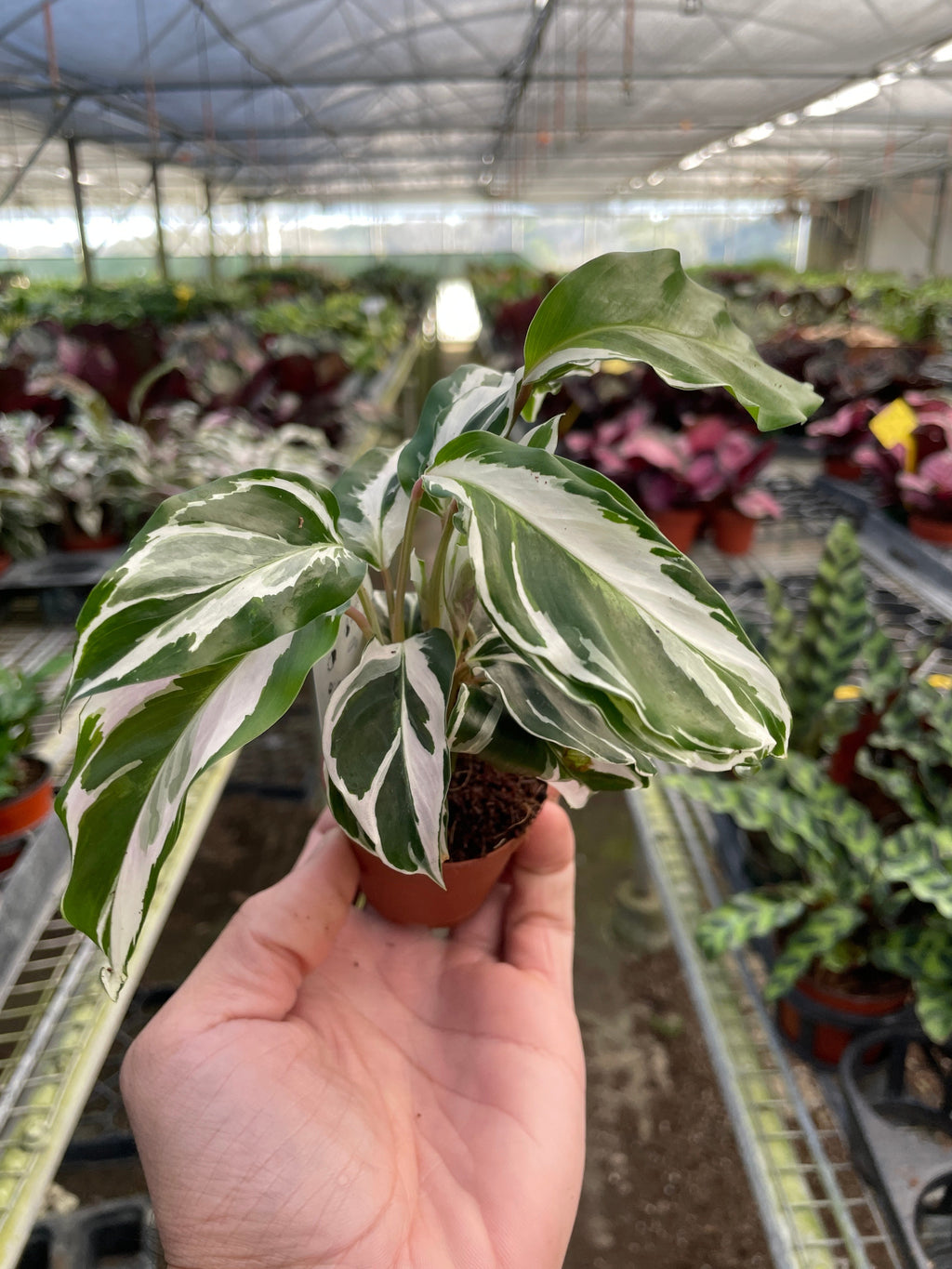 Calathea 'White Fusion' Prayer Plant, Calathea Lietzei 'White Fusion', Live Houseplant, Indoor Plant