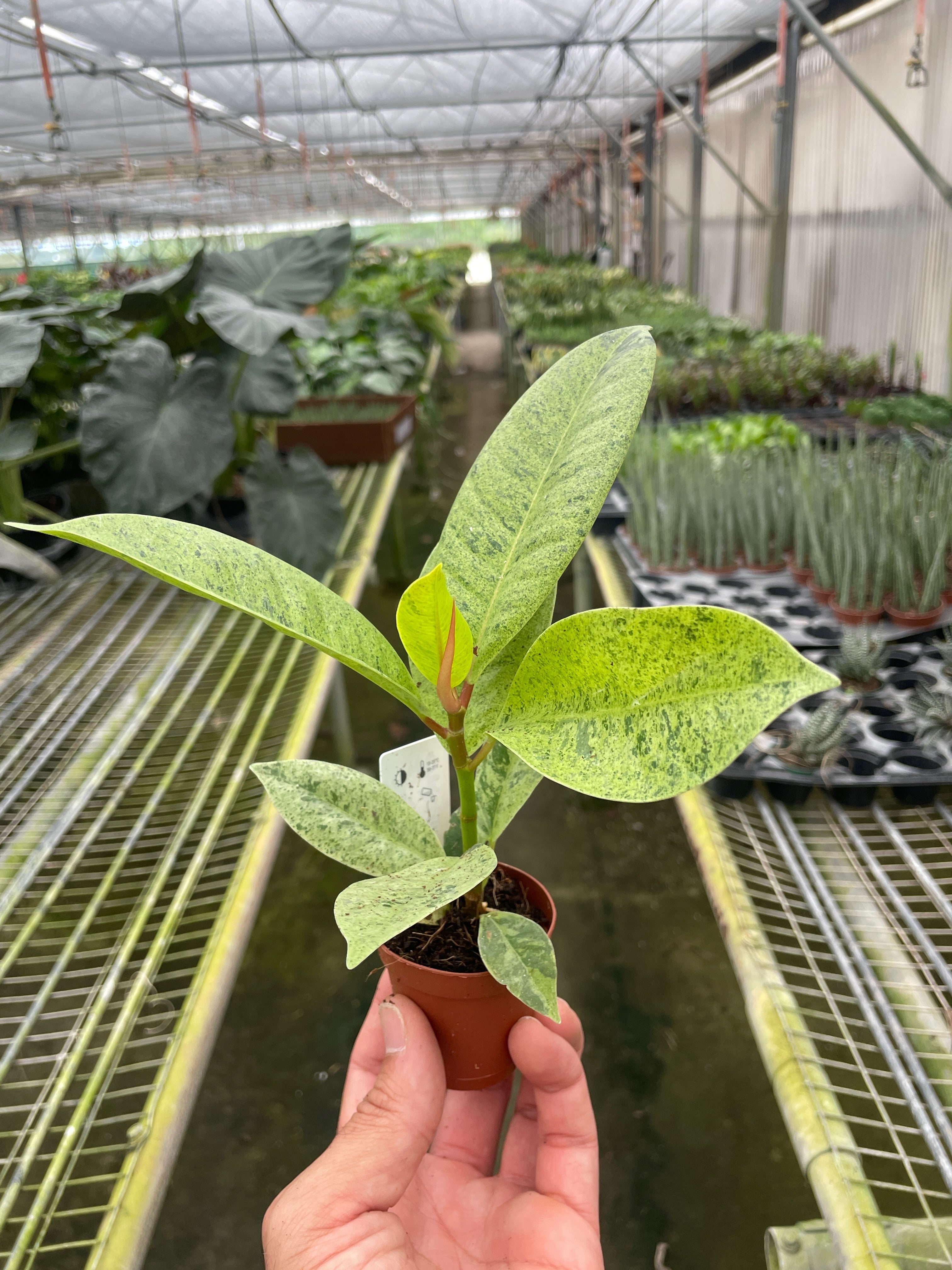 Ficus 'Shivereana' Moonshine