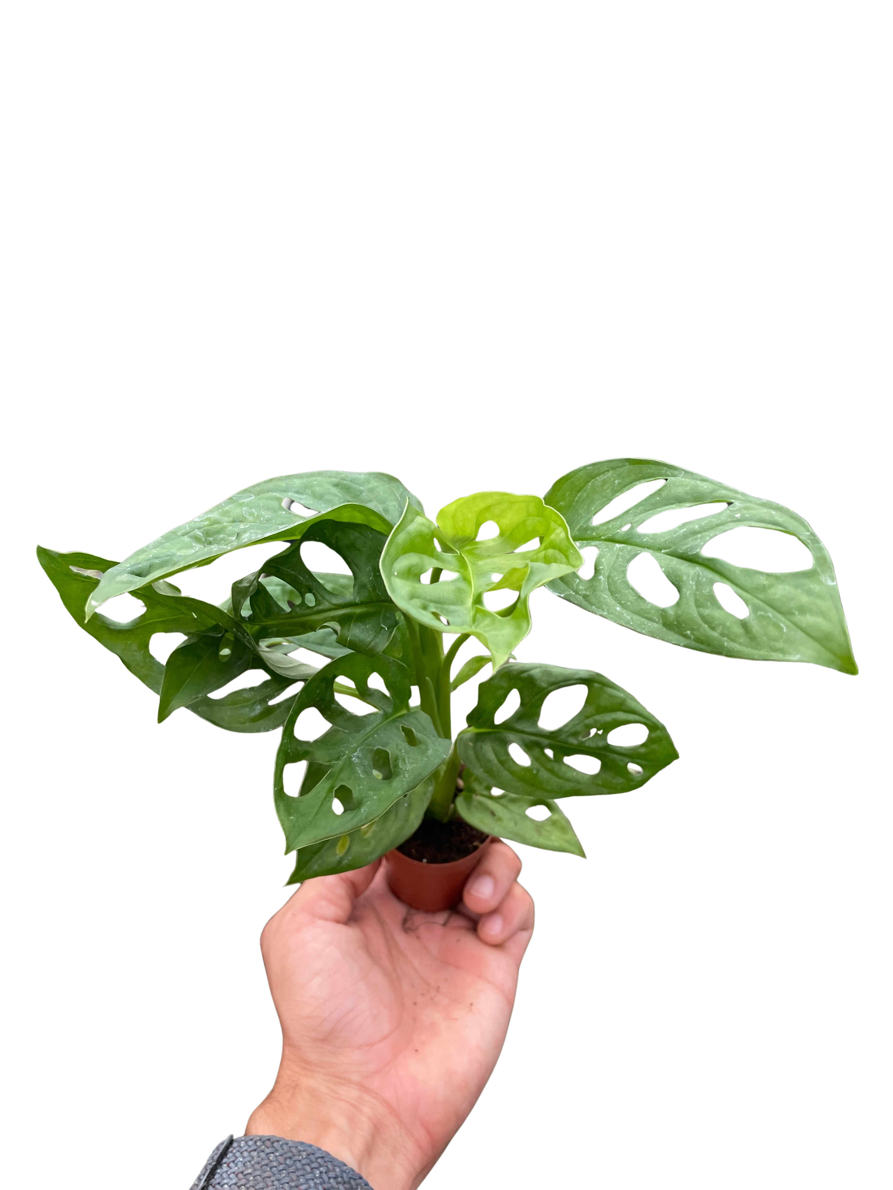 Monstera Adansonii 'Swiss Cheese'
