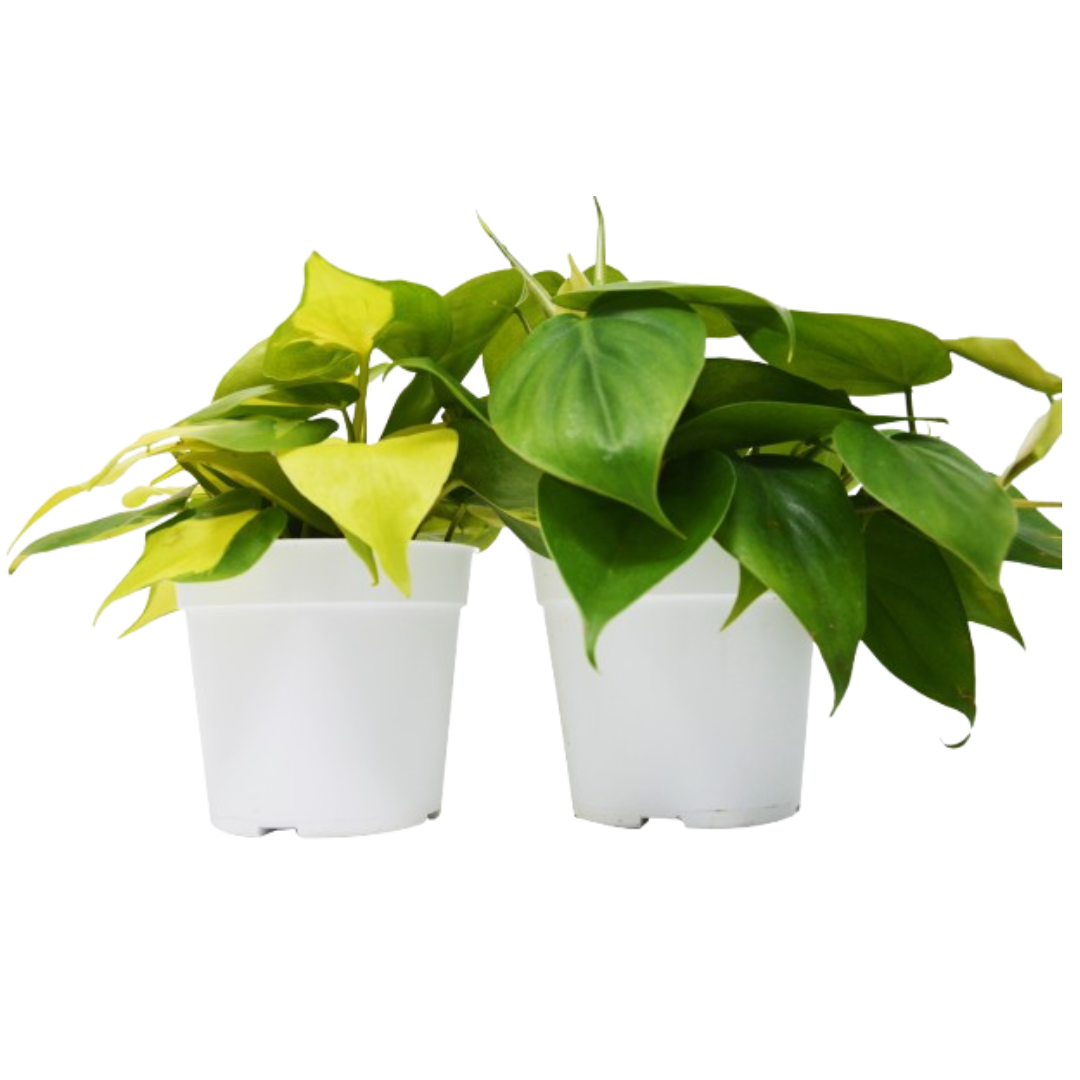 2 Philodendron Variety Pack
