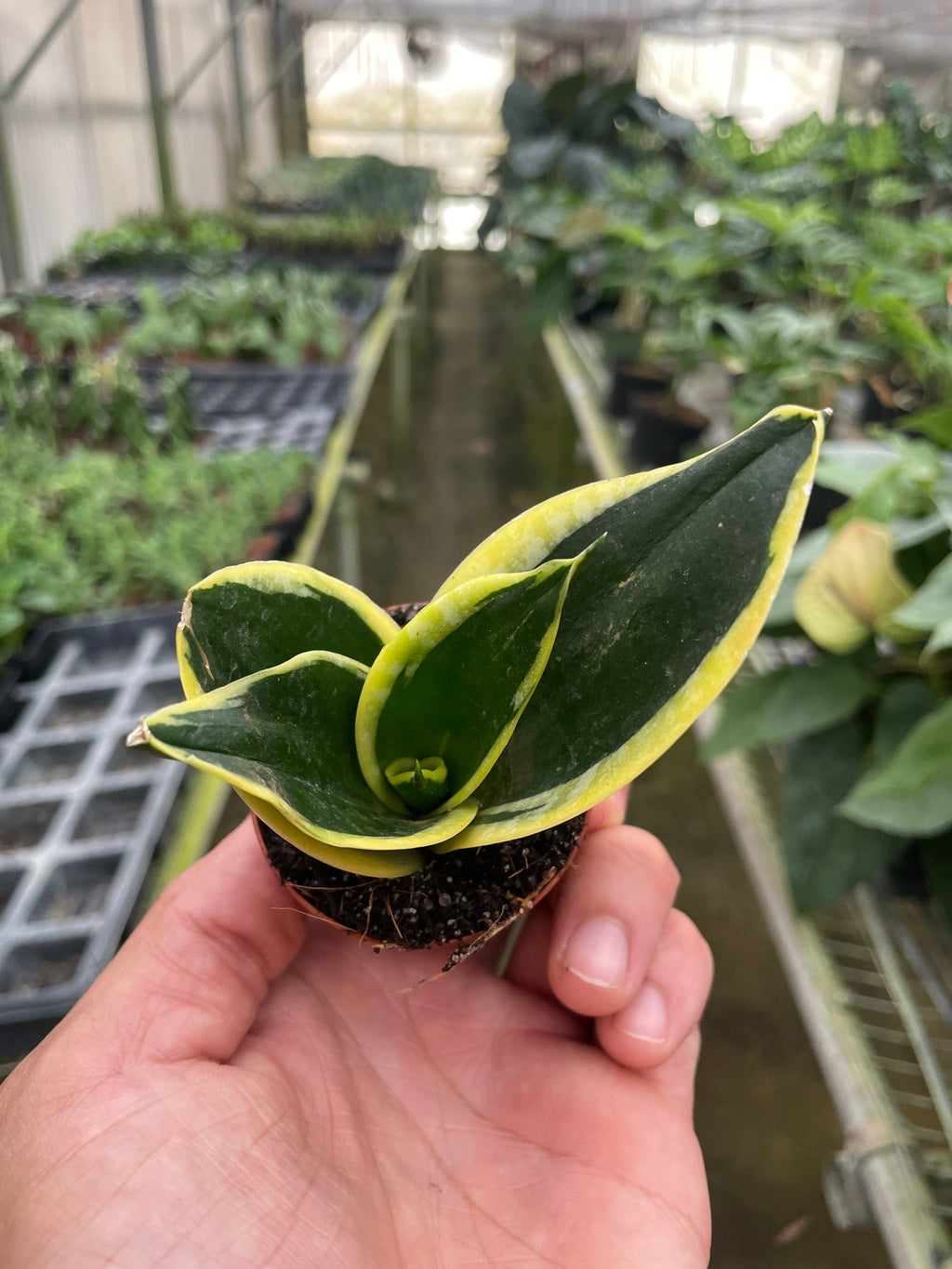 Snake Plant Dwarf 'Black Gold', Sansevieria Trifasciata, Live Houseplant, Potted Plant