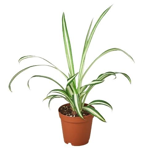 Spider Plant 'Reverse', Chlorophytum comosum, Live Houseplant, Potted Plant