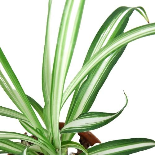 Spider Plant 'Reverse', Chlorophytum comosum, Live Houseplant, Potted Plant