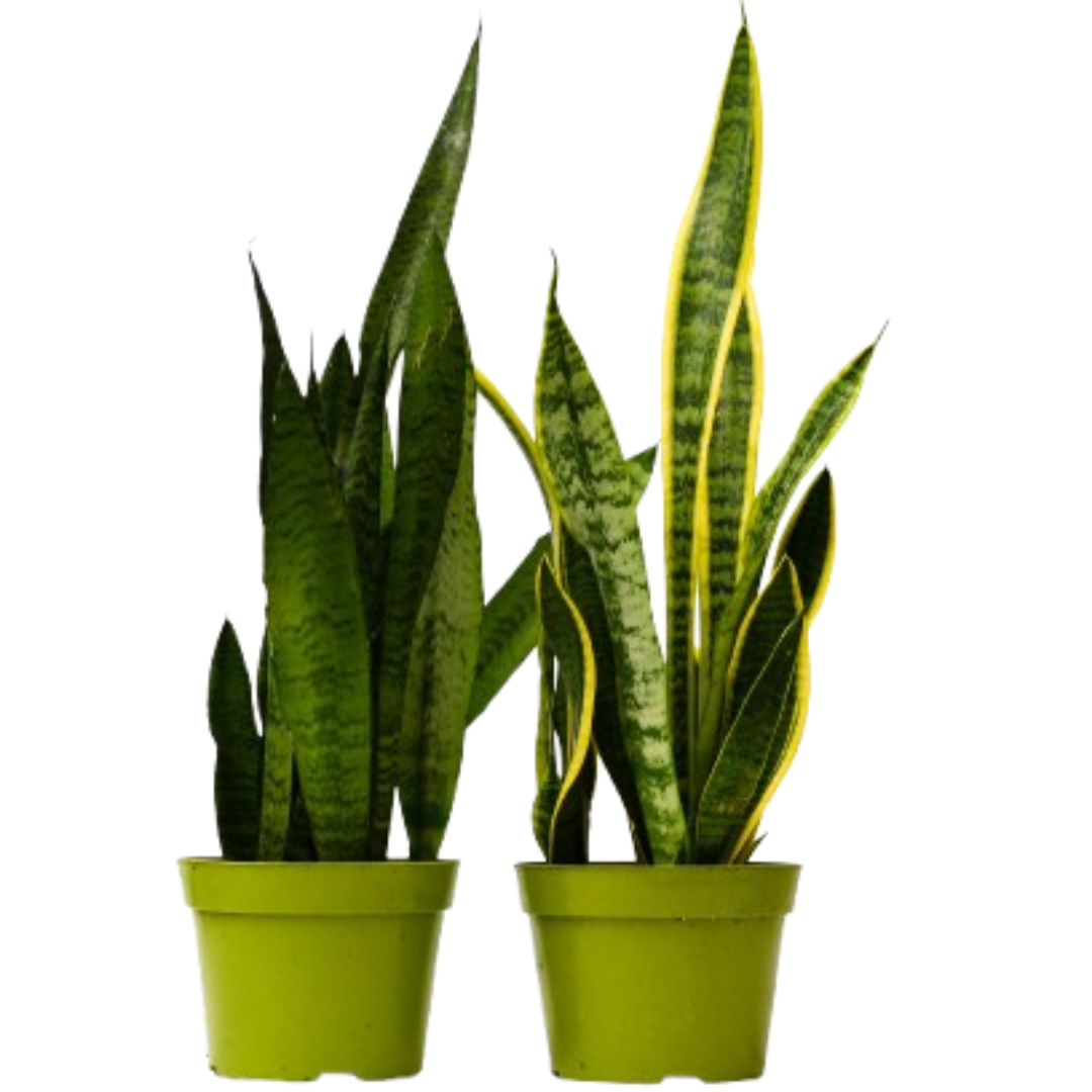 2 Snake Plant Variety Pack