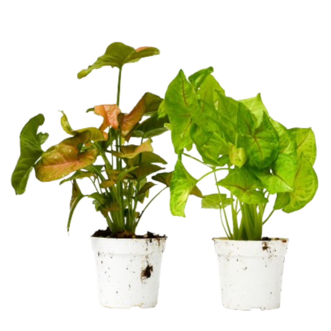 2 Syngonium Variety (Arrowhead Plant)