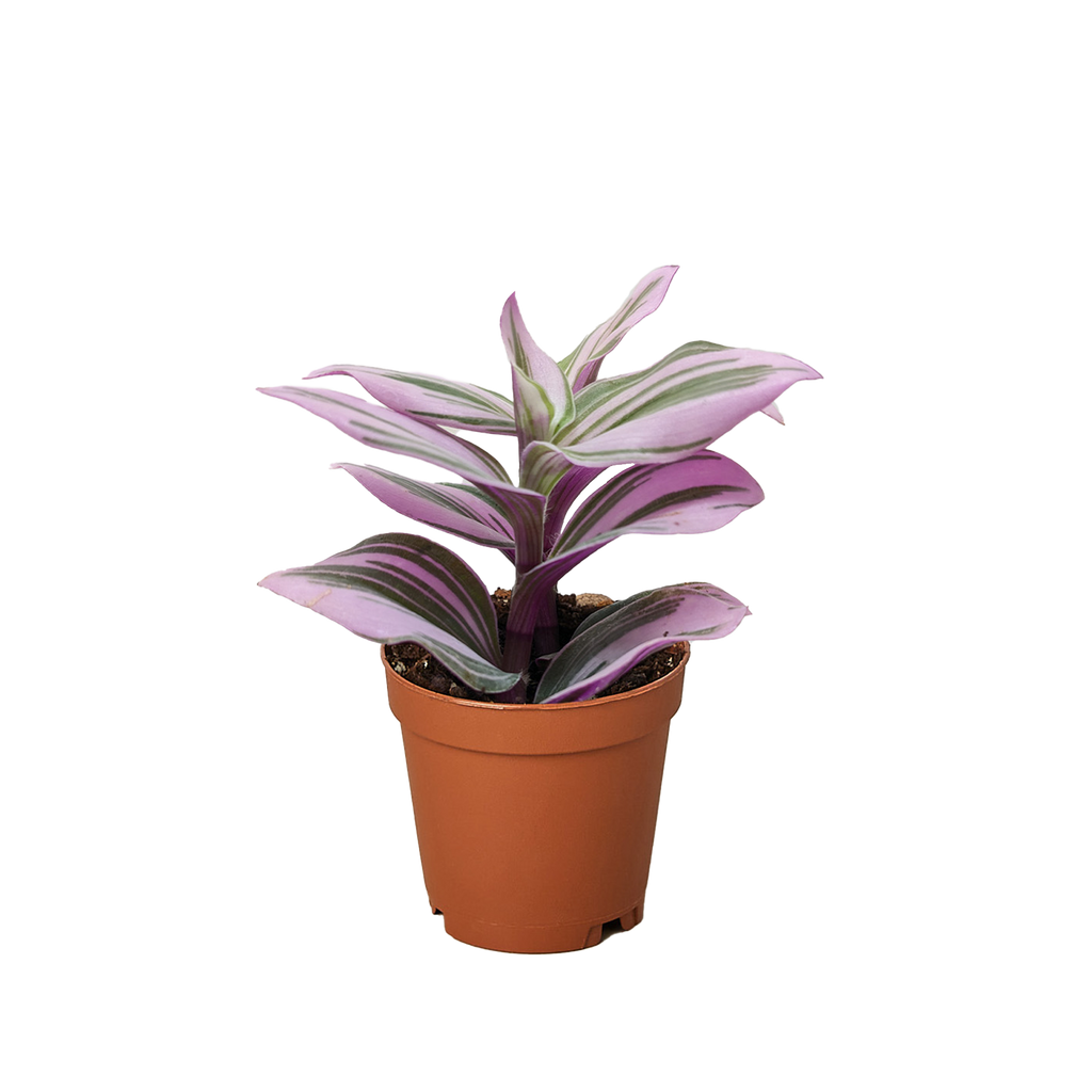 Tradescantia 'Nanouk', Tradescantia albiflora 'Nanouk', Live Houseplant, Potted Plant