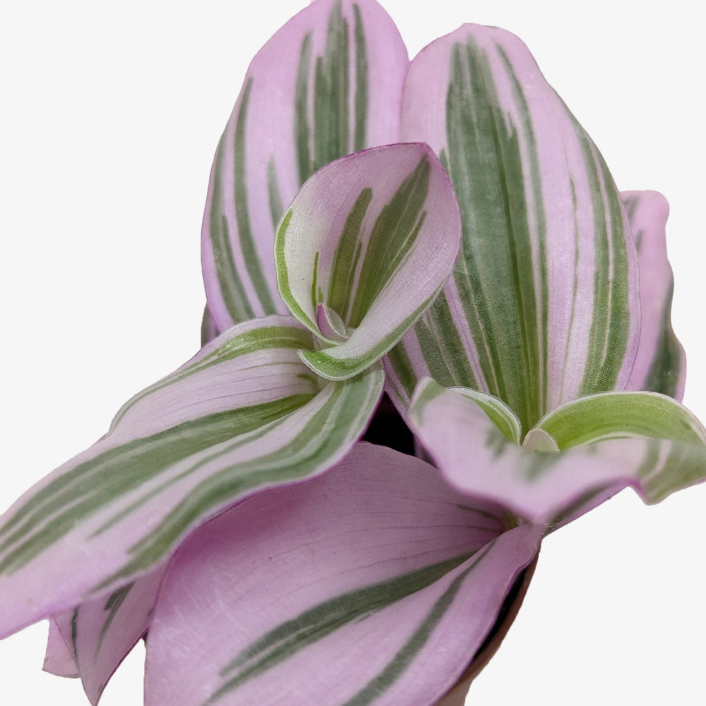Tradescantia 'Nanouk', Tradescantia albiflora 'Nanouk', Live Houseplant, Potted Plant
