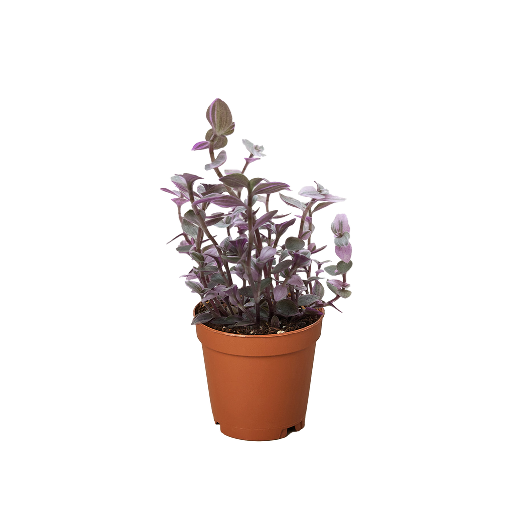 Pink Panther Plant, Tradescantia Callisia 'Pink Panther', Pink Lady, Live Houseplant, Indoor Plant