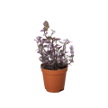 Pink Panther Plant, Tradescantia Callisia 'Pink Panther', Pink Lady, Live Houseplant, Indoor Plant