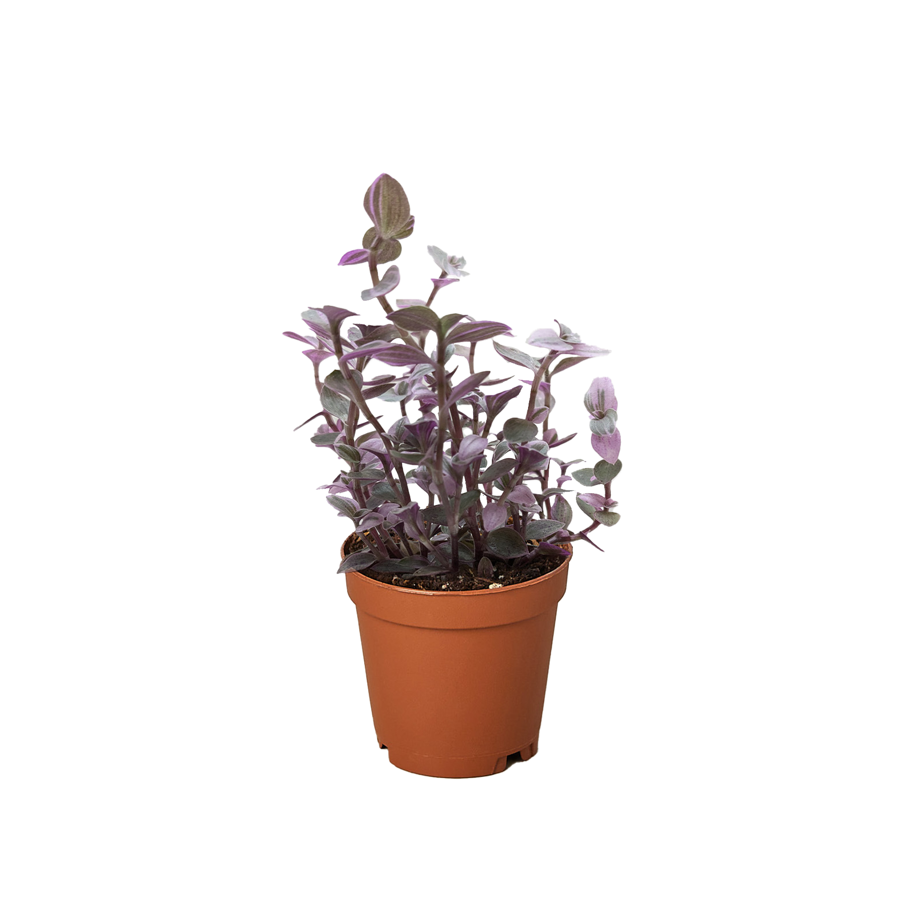 Pink Panther Plant, Tradescantia Callisia 'Pink Panther', Pink Lady, Live Houseplant, Indoor Plant