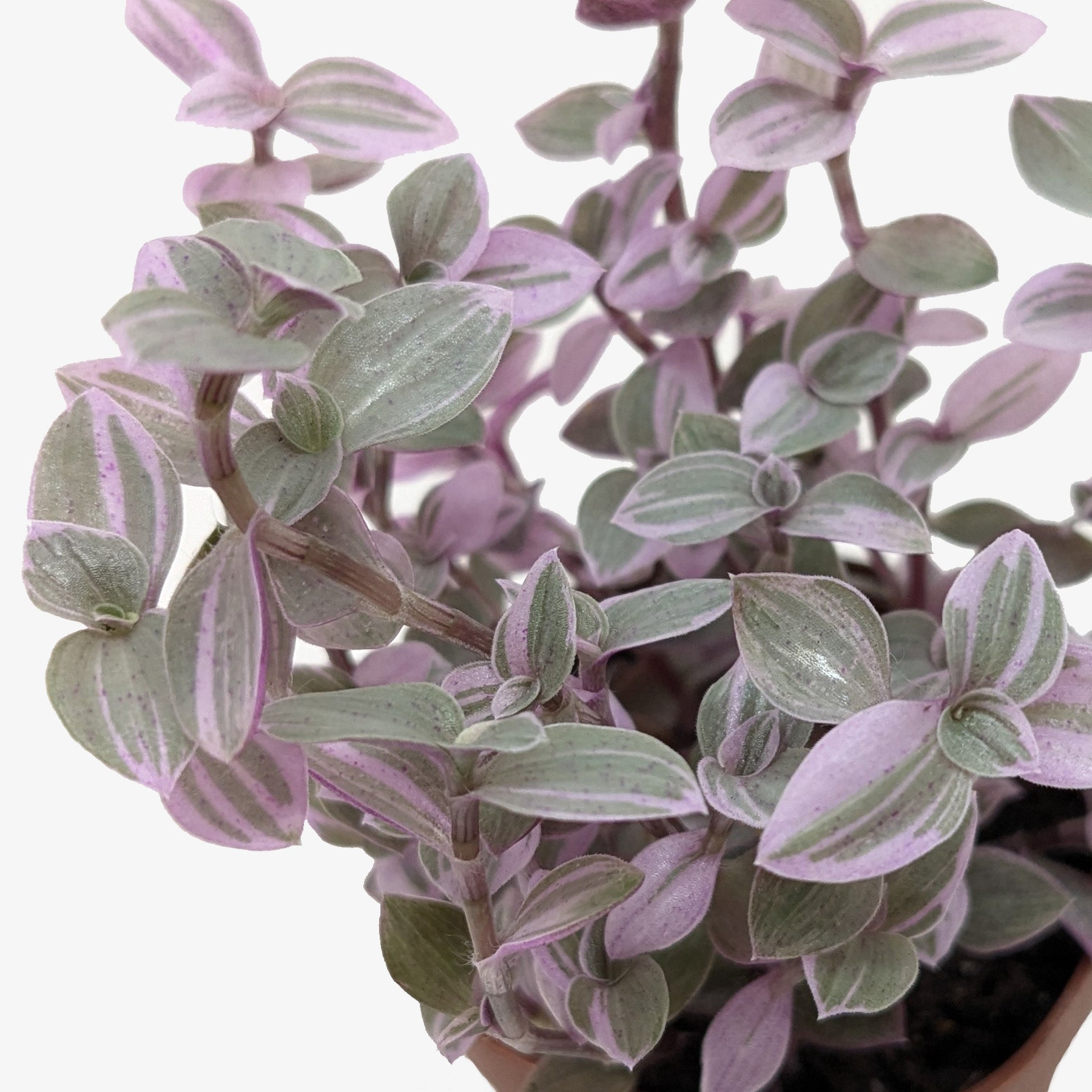 Pink Panther Plant, Tradescantia Callisia 'Pink Panther', Pink Lady, Live Houseplant, Indoor Plant