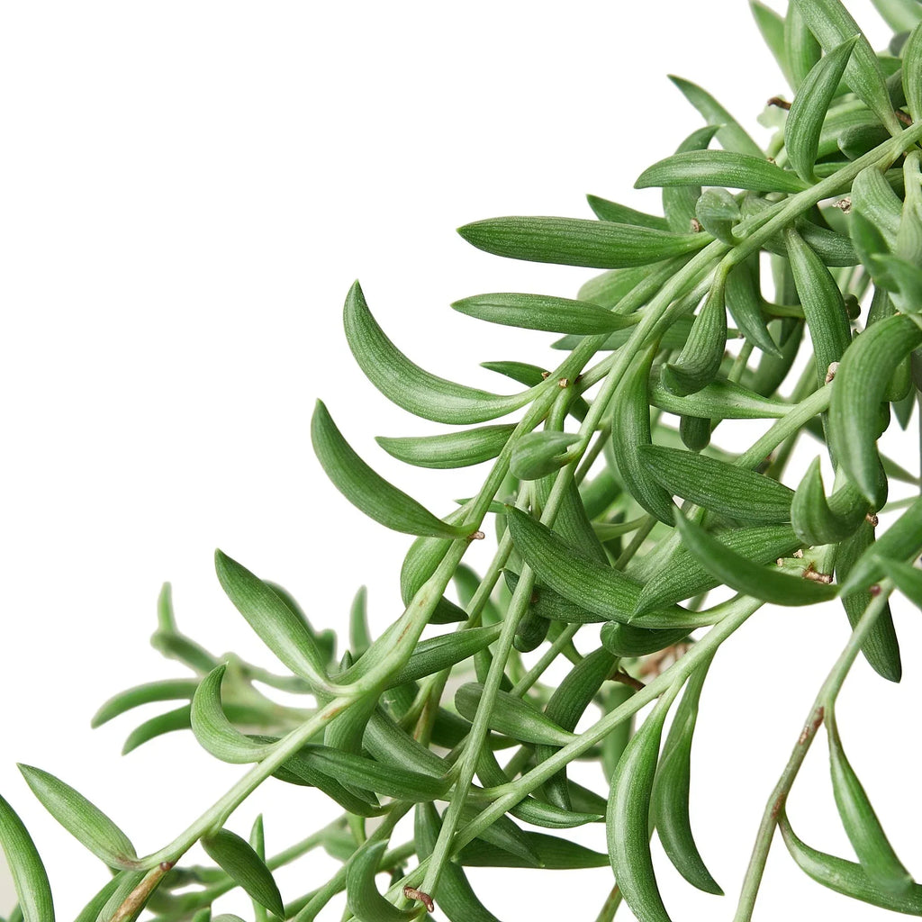 String of Bananas, Senecio radicans, Live Potted Succulent, Potted Indoor Plant