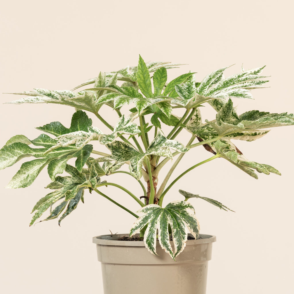 Fatsia 'Spider's Web'