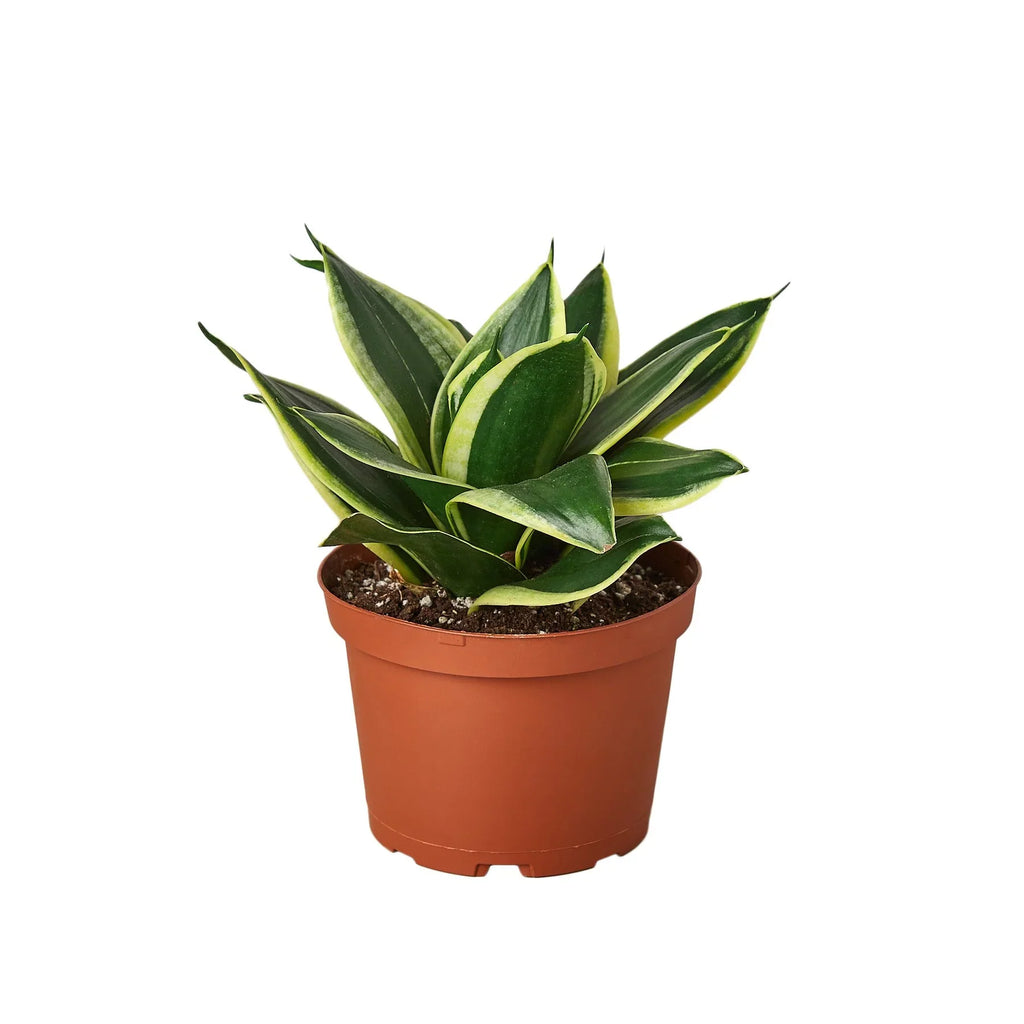 Snake Plant Dwarf 'Black Gold', Sansevieria Trifasciata, Live Houseplant, Potted Plant