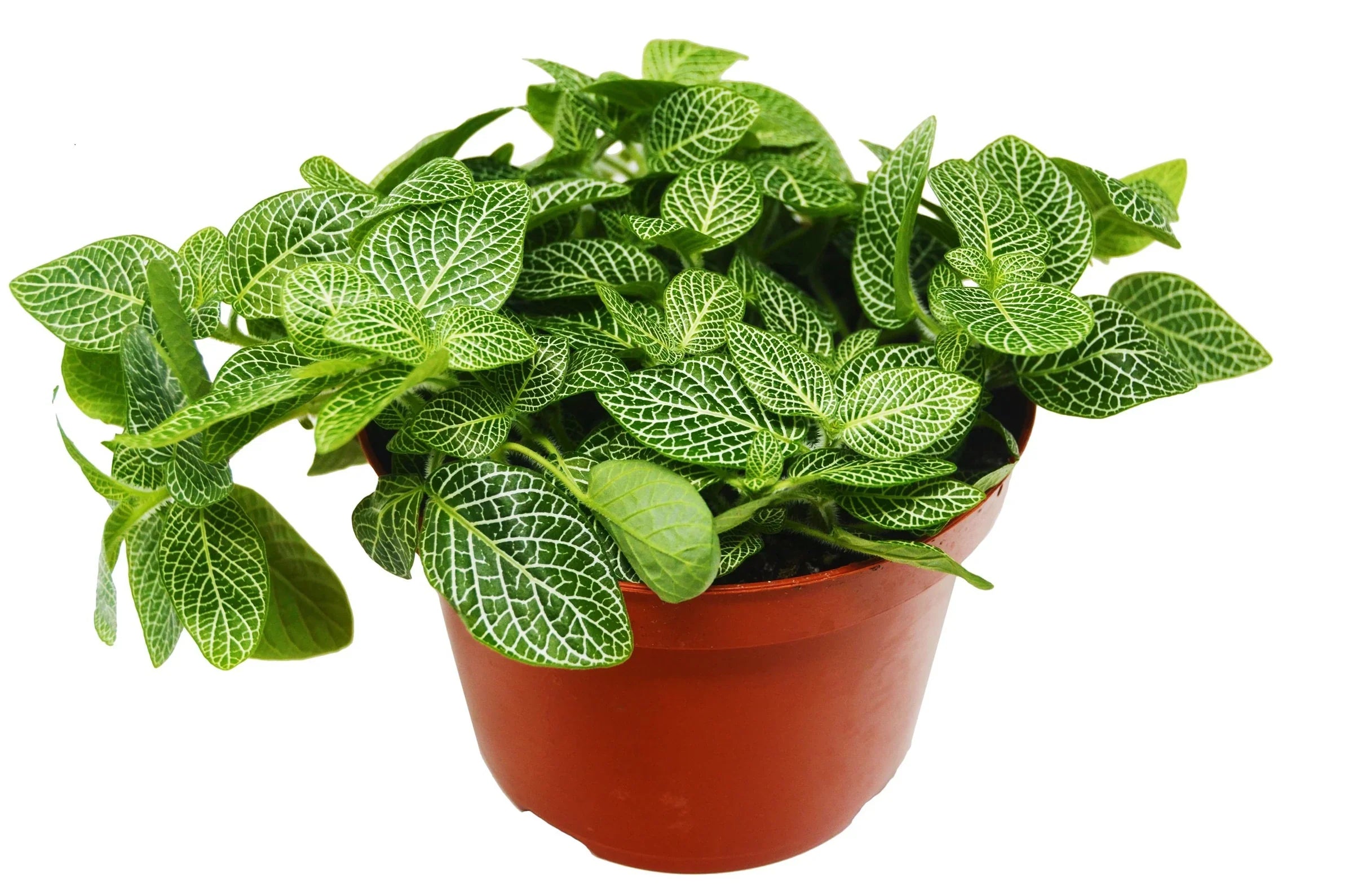 White Nerve Plant, Fittonia albivenis 'White Nerve', Live Houseplant, Indoor Potted Plant
