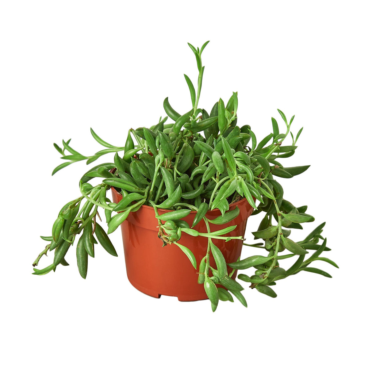 String of Bananas, Senecio radicans, Live Potted Succulent, Potted Indoor Plant