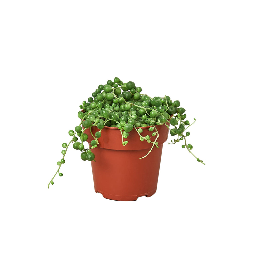 String of Pearls, Senecio rowleyanus, Potted Houseplant, Live Succulent Indoor Plant