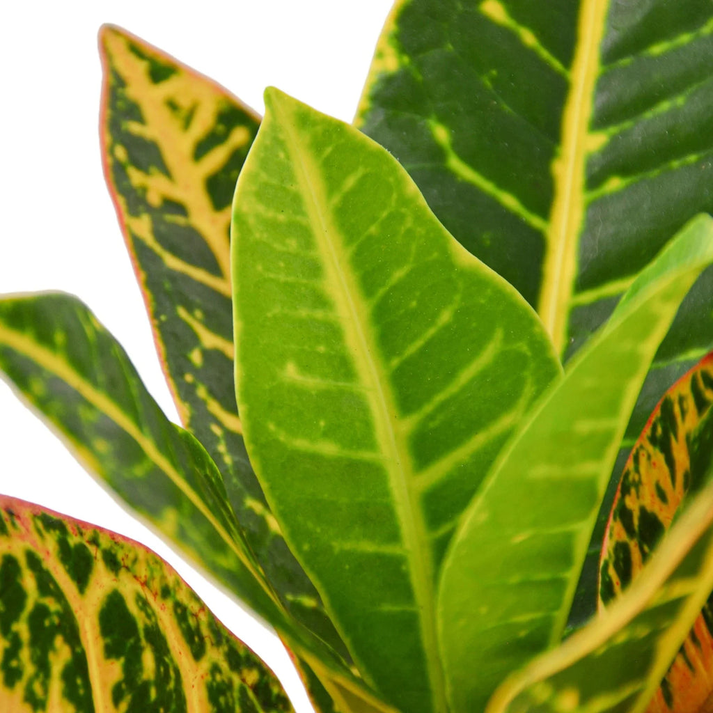 Croton Petra 'Joseph's Coat', Codiaeum variegatum 'Petra', Live Houseplant, Potted Plant