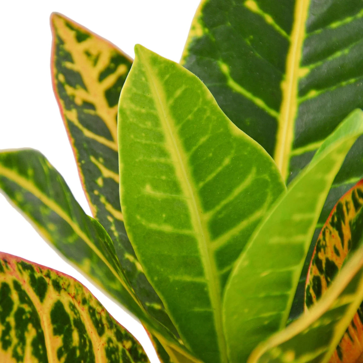 Croton Petra 'Joseph's Coat', Codiaeum variegatum 'Petra', Live Houseplant, Potted Plant