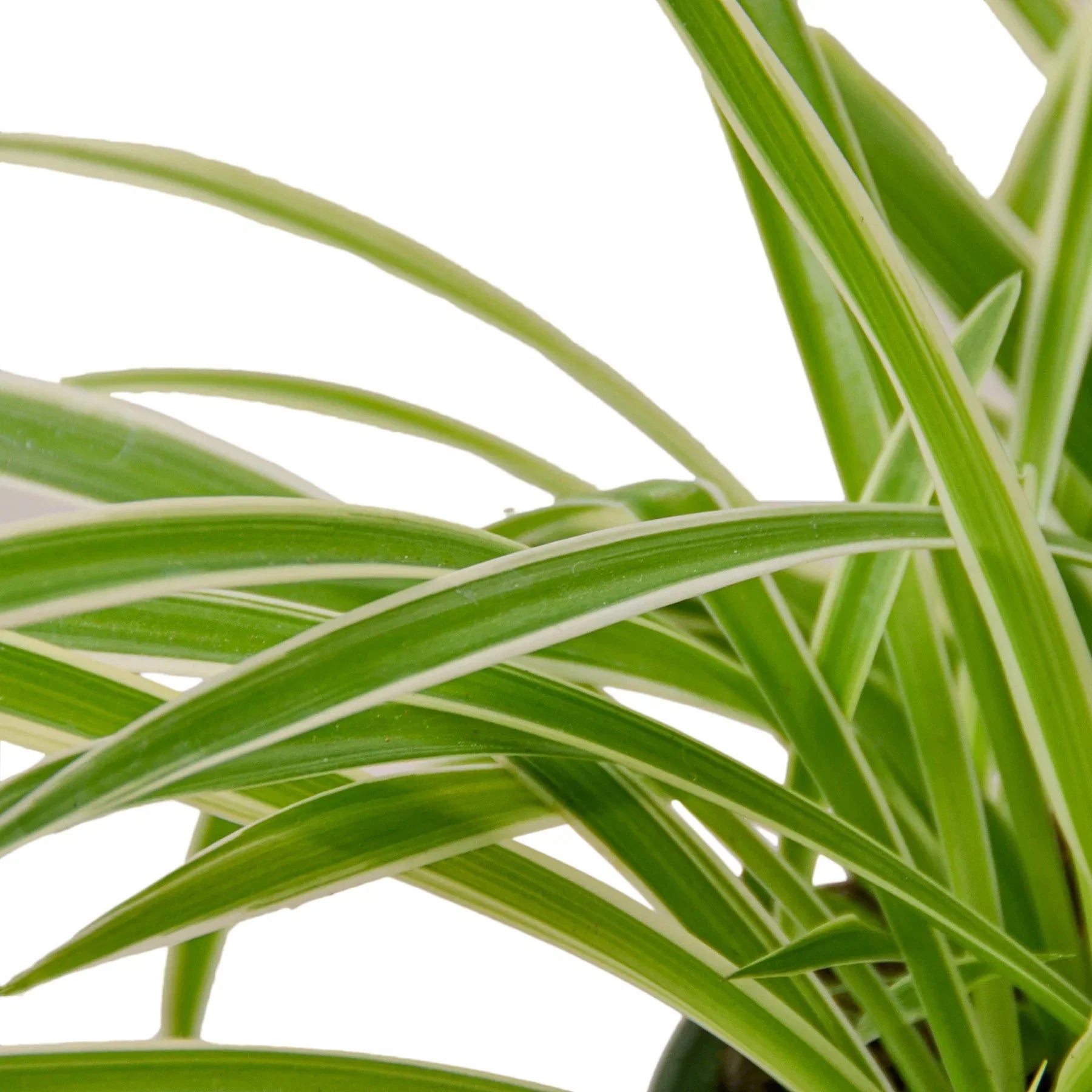 Spider Plant 'Reverse', Chlorophytum comosum, Live Houseplant, Potted Plant