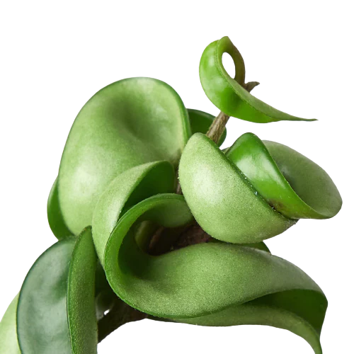 Hoya Carnosa Compacta 'Hindu Rope', Waxflower, Live Houseplant, Indoor Plant, Flowering Plant