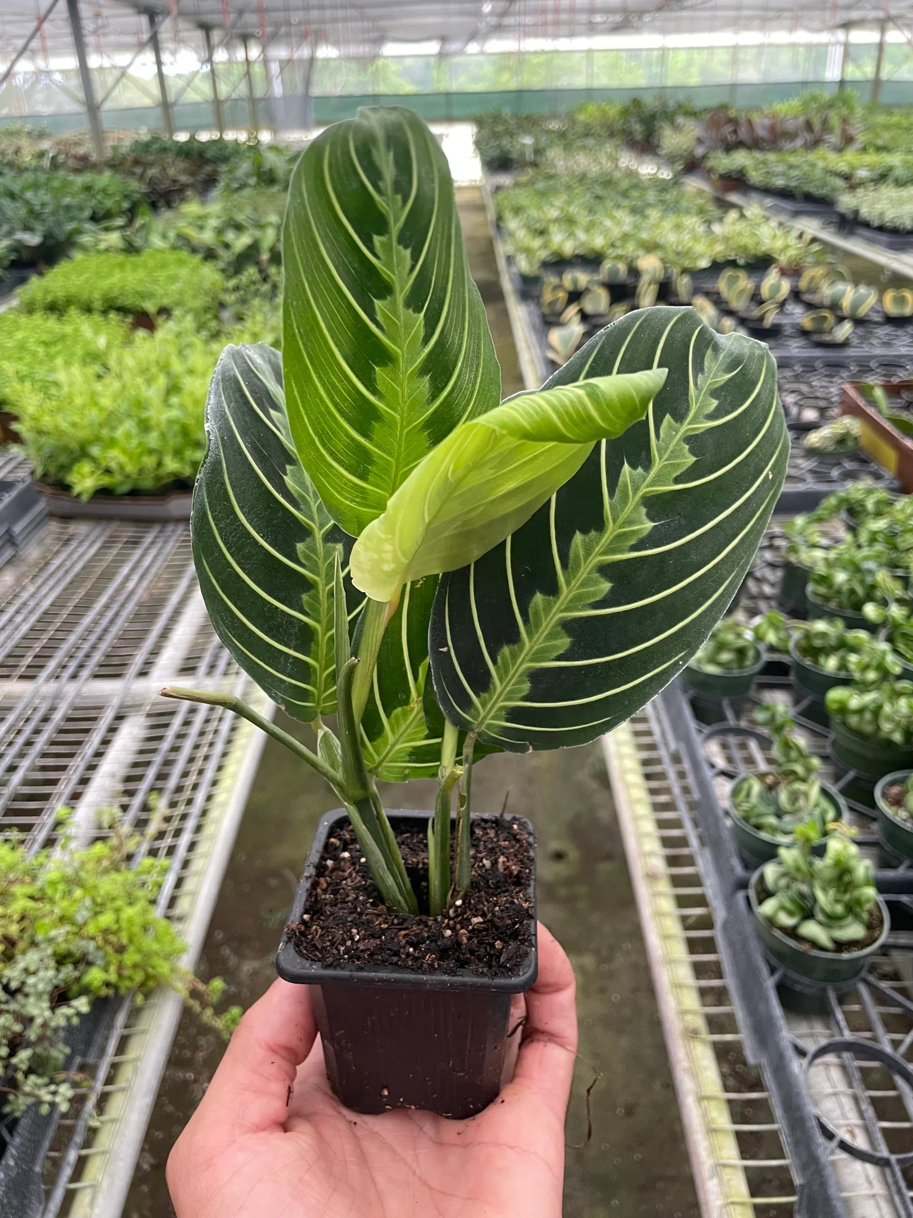 Lemon Lime Prayer Plant, Maranta Leuconeura 'Lemon Lime', Live Houseplant, Indoor Plant
