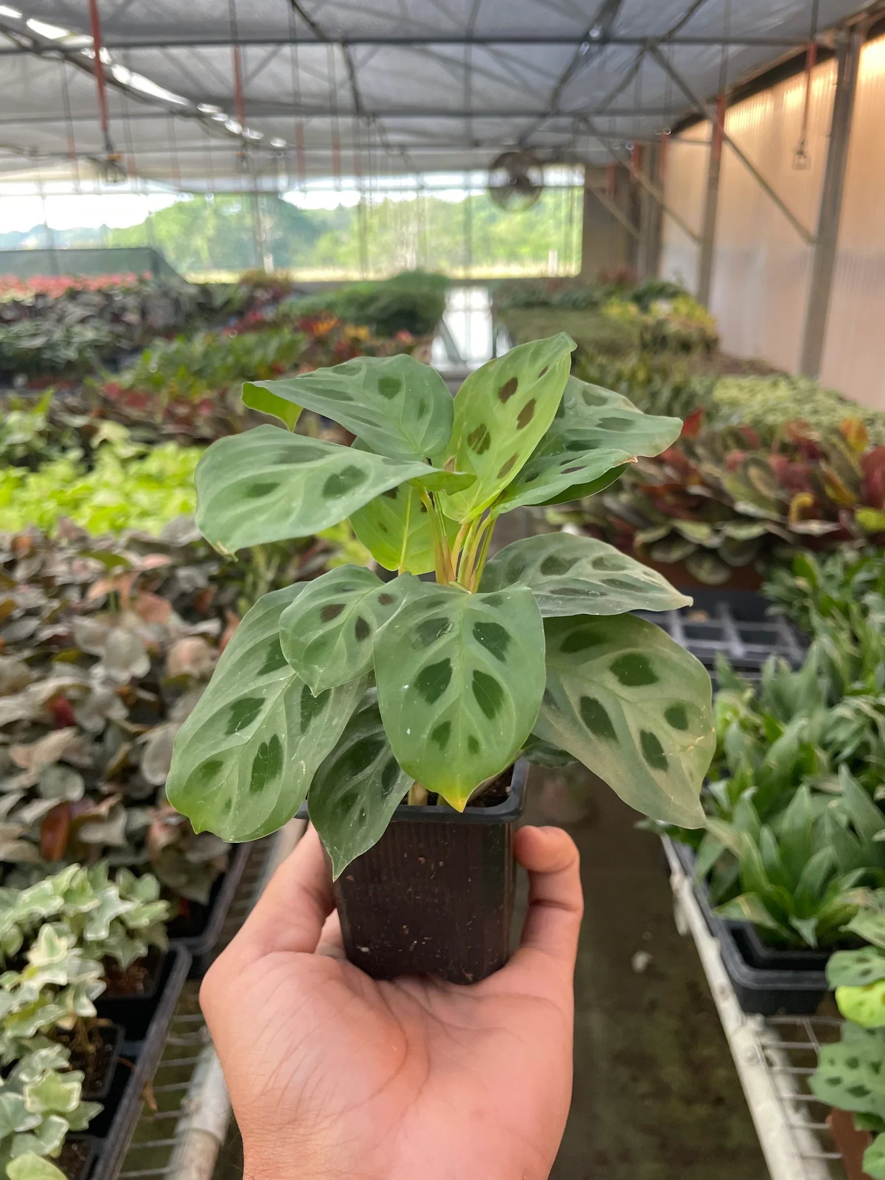 Prayer Plant, Maranta Leuconeura, Live Houseplant, Indoor Plant