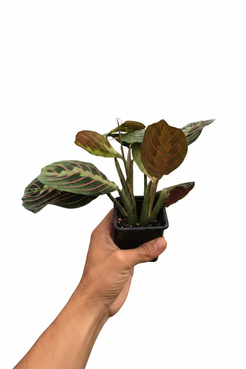 Red-Veined Prayer Plant, Maranta Leuconeura, Live Houseplant, Indoor Plant