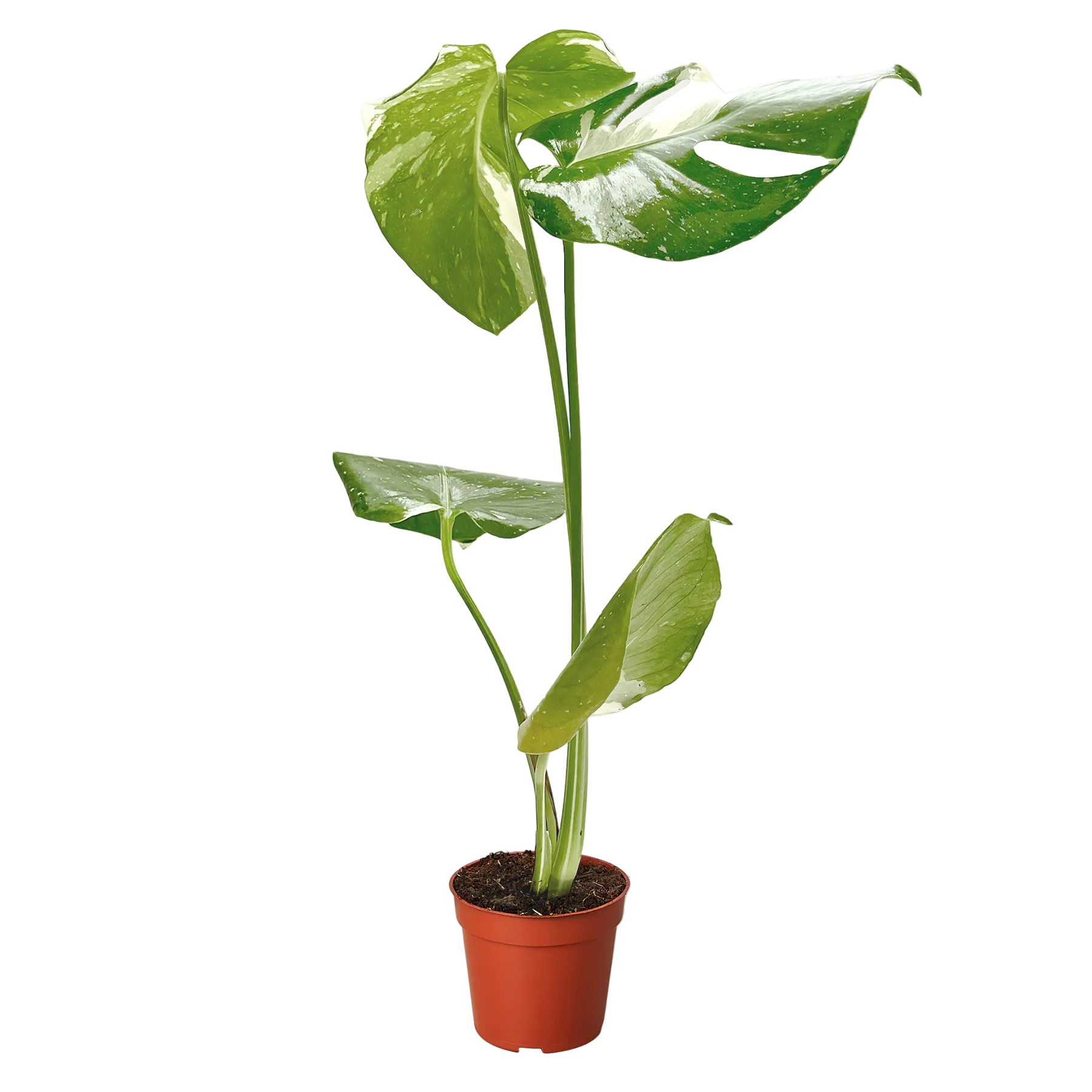 Monstera 'Thai Constellation'