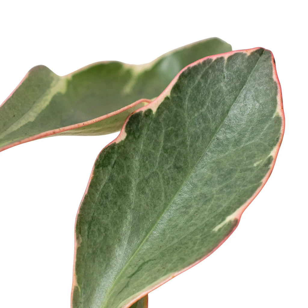 Peperomia 'Ginny', Peperomia clusiifolia, Live Houseplant, Potted Plant, Pet Friendly Plant