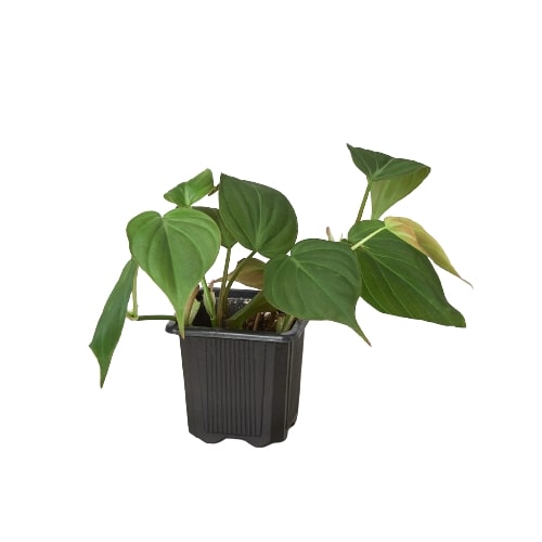 Philodendron Hederaceum 'Velvet', Sweetheart Plant, Live Houseplant, Indoor Plant