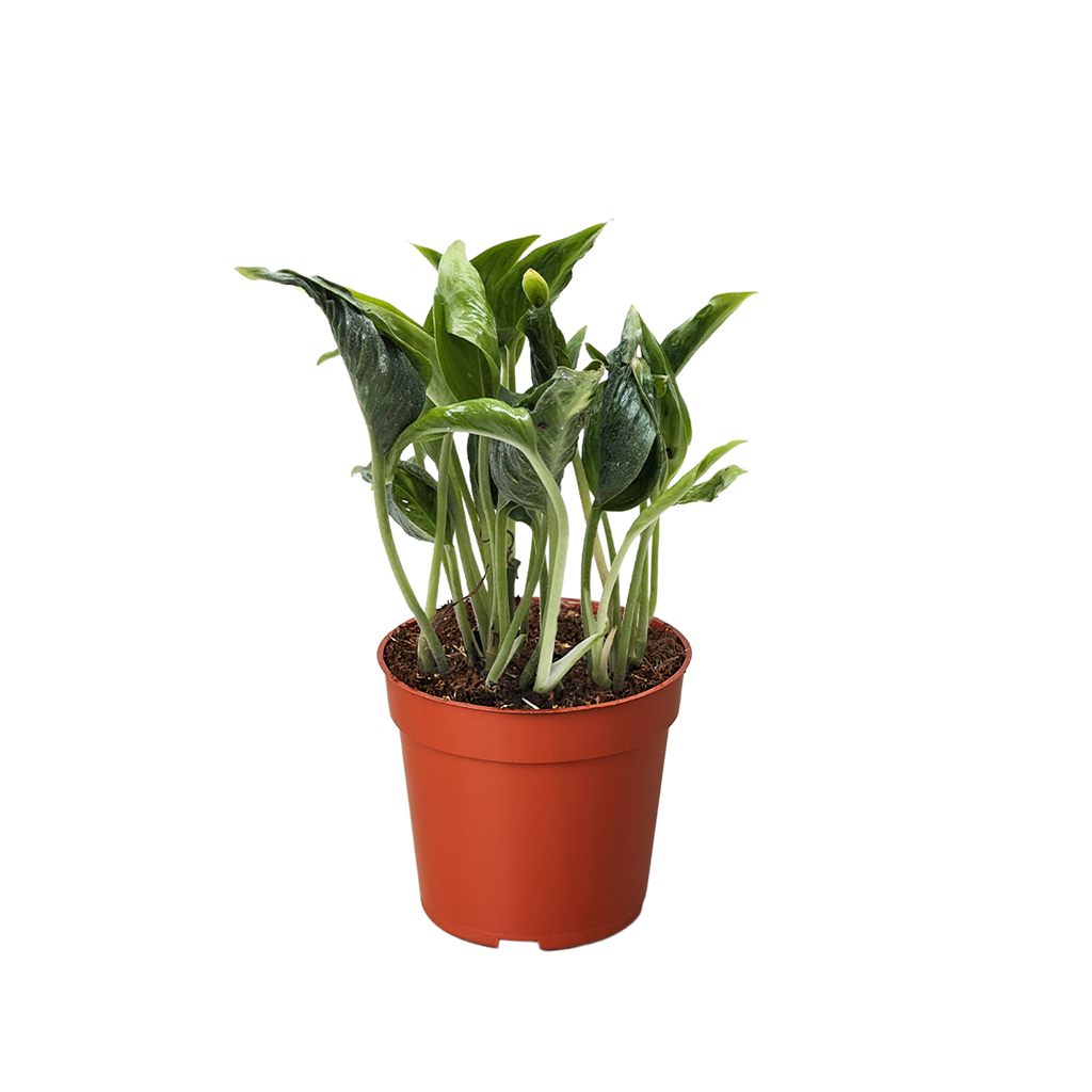Pothos 'Shangri La', Epipremnum aureum 'Shangri La', Live Houseplant, Potted Plant