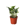 Pothos 'Shangri La', Epipremnum aureum 'Shangri La', Live Houseplant, Potted Plant