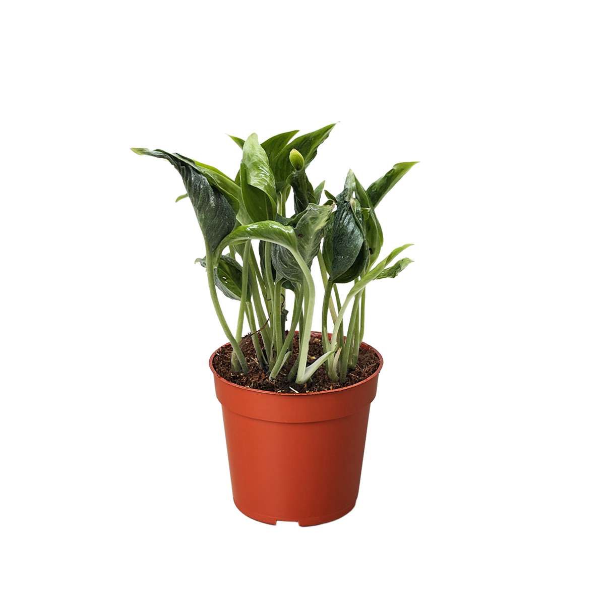Pothos 'Shangri La', Epipremnum aureum 'Shangri La', Live Houseplant, Potted Plant