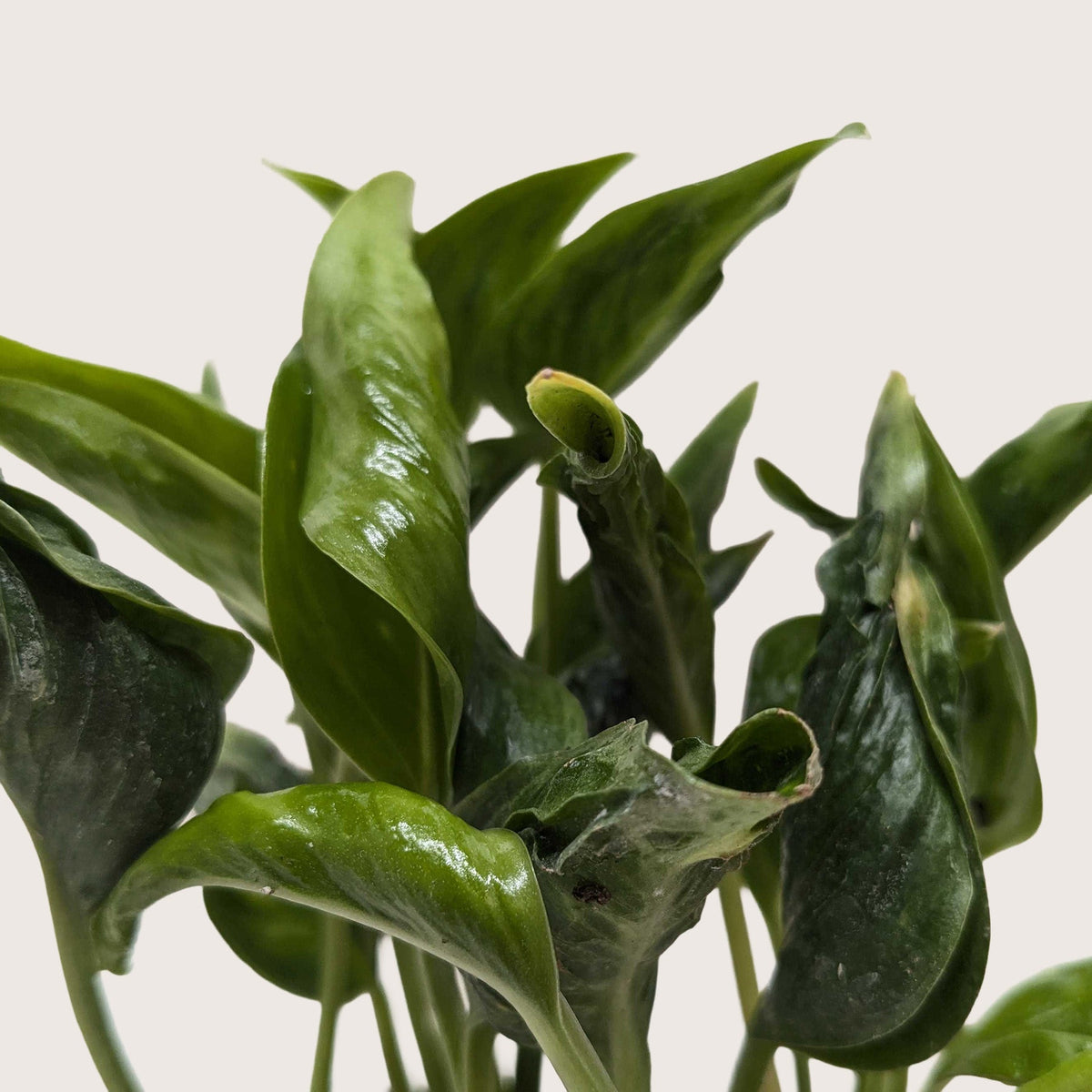 Pothos 'Shangri La', Epipremnum aureum 'Shangri La', Live Houseplant, Potted Plant