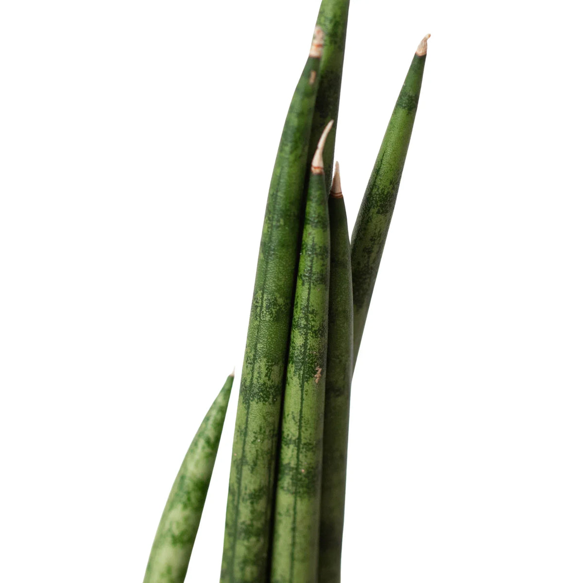 Snake Plant Cylindrica, Sansevieria Cylindrica, Live Houseplant, Potted Plant