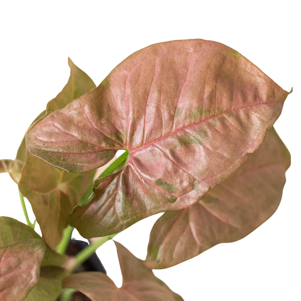 Syngonium 'Strawberry', Syngonium podophyllum 'Strawberry', Arrowhead Plant, Arrowhead Vine, Live Houseplant, Potted Plant