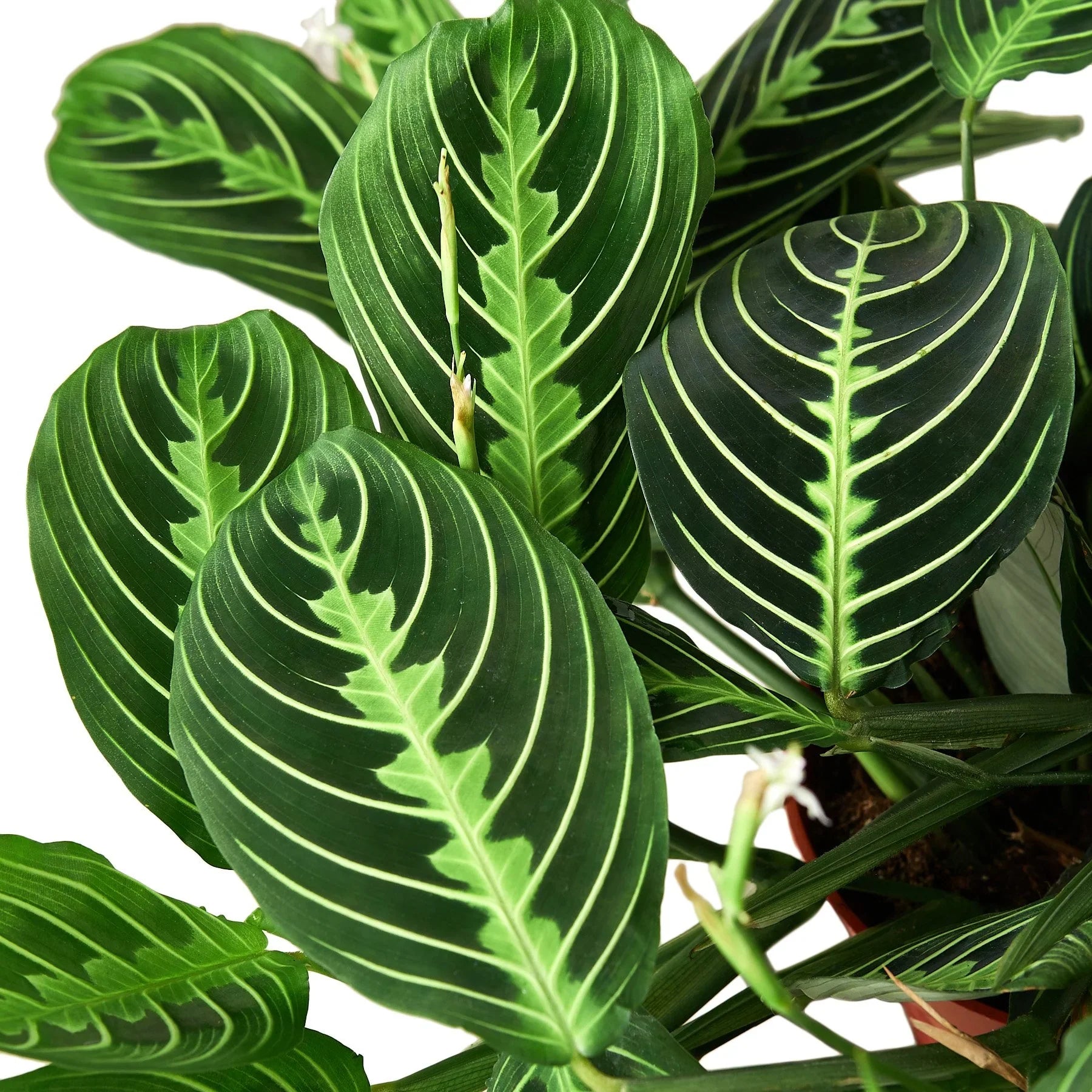 Lemon Lime Prayer Plant, Maranta Leuconeura 'Lemon Lime', Live Houseplant, Indoor Plant
