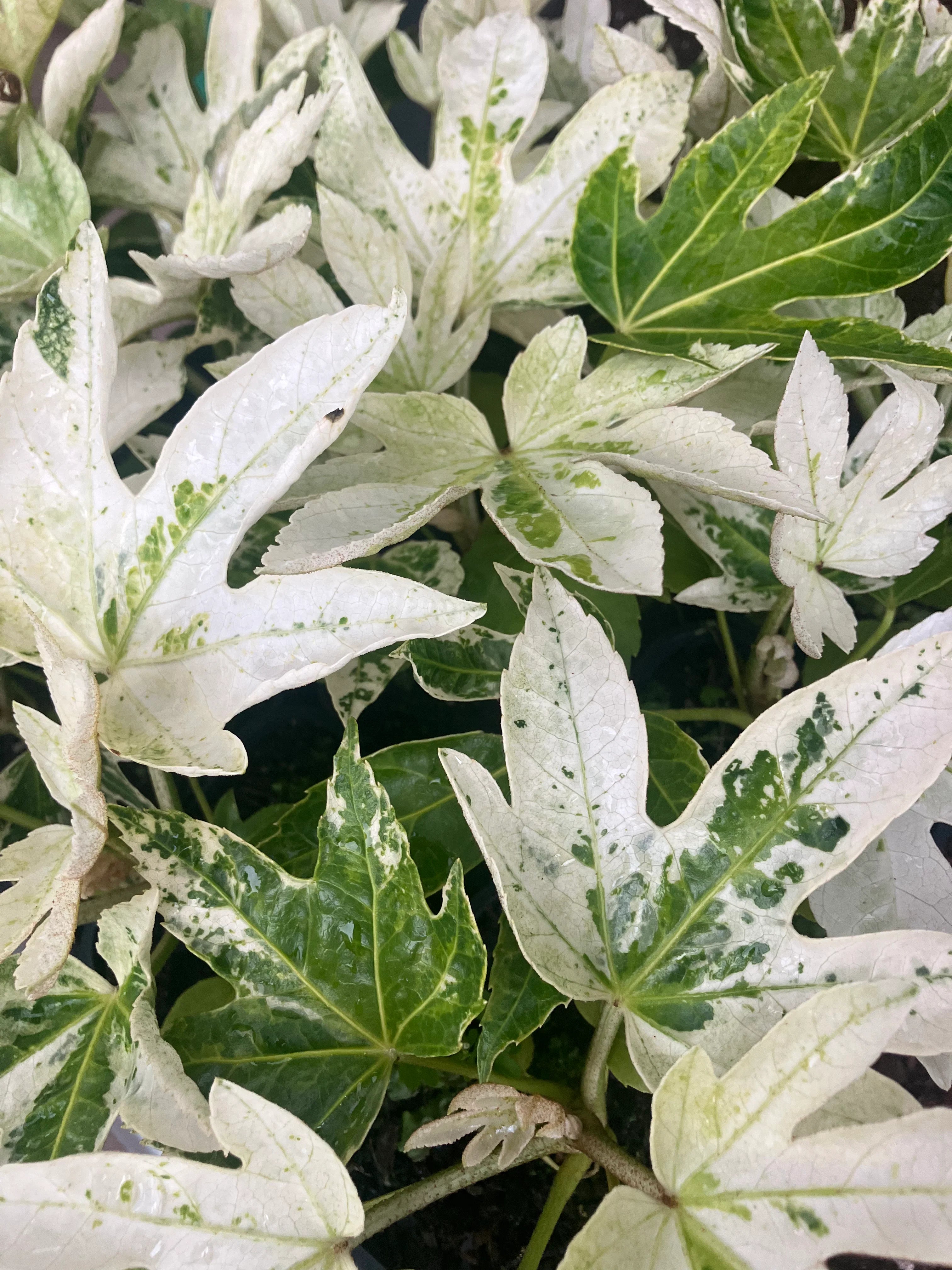 Fatsia 'Spider's Web'