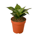 Snake Plant Dwarf 'Black Robusta', Sansevieria Trifasciata, Live Houseplant, Indoor Plant