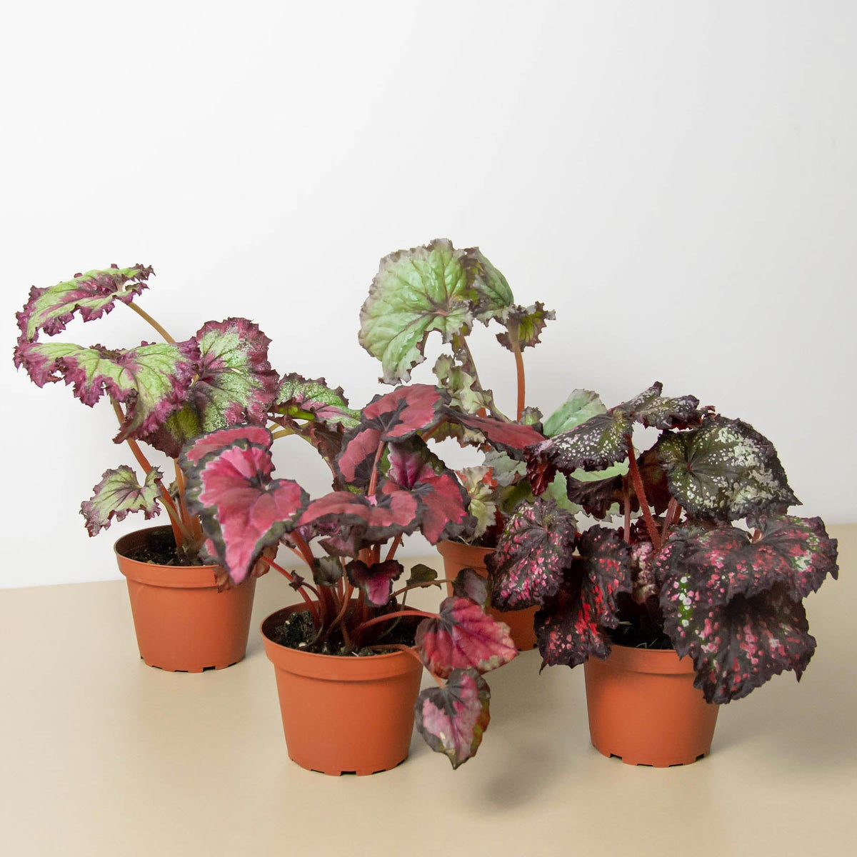 Begonia 'Rex' - 4 Pack Variety Pack, Potted Live Plants, Indoor Houseplants