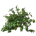 Lipstick Black Pagoda Plant, Aeschynanthus longicaulis, Live Houseplant, Indoor Plant, Flowering Plant