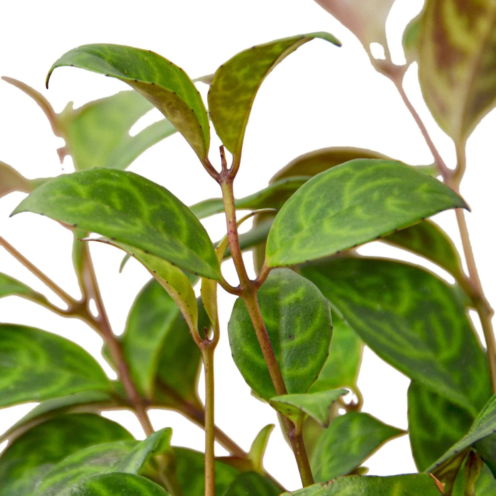Lipstick Black Pagoda Plant, Aeschynanthus longicaulis, Live Houseplant, Indoor Plant, Flowering Plant