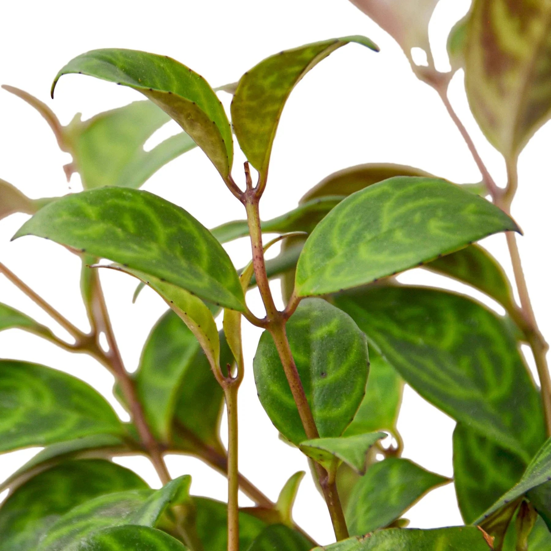 Lipstick Black Pagoda Plant, Aeschynanthus longicaulis, Live Houseplant, Indoor Plant, Flowering Plant