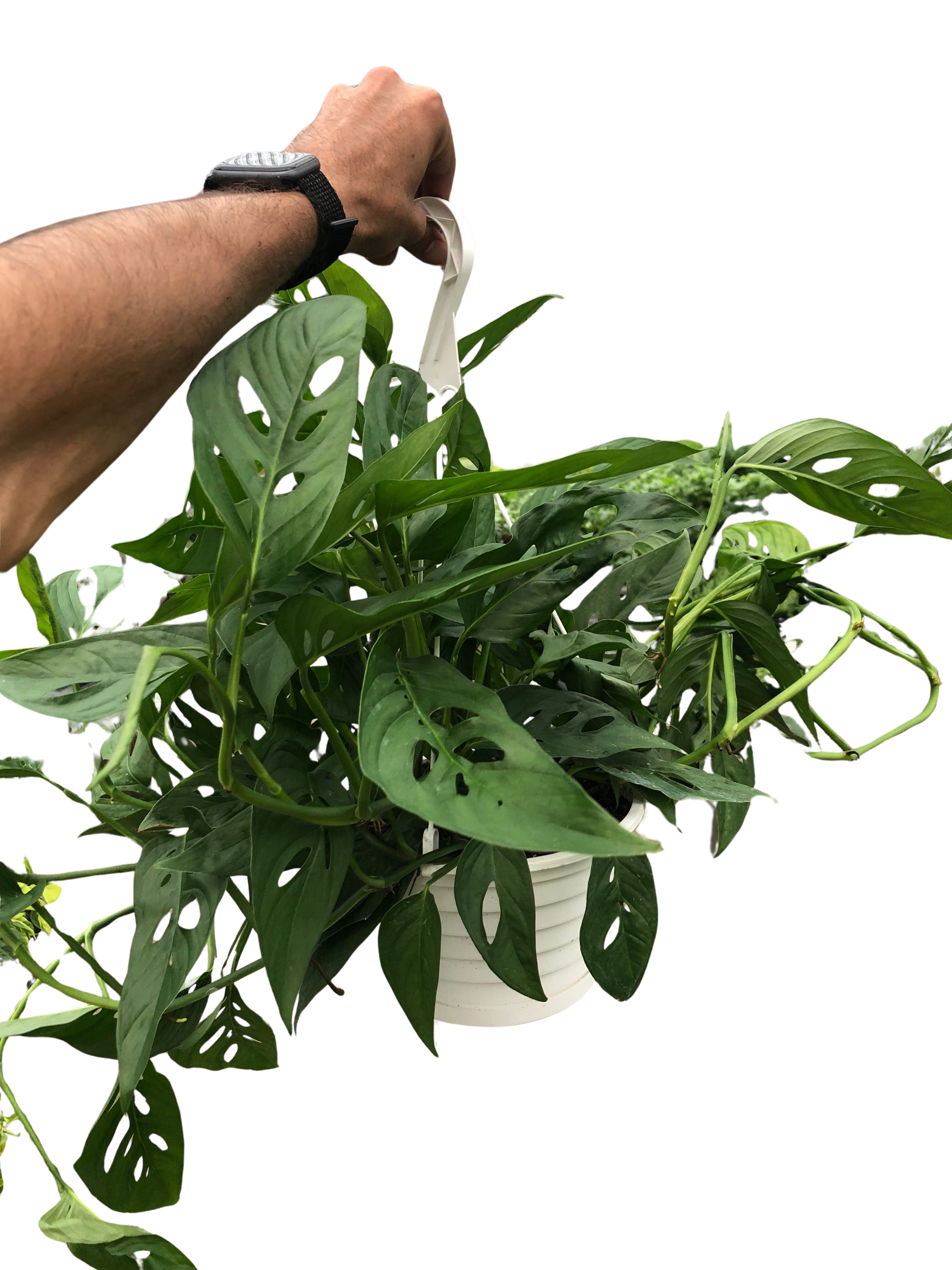 Monstera Adansonii 'Swiss Cheese'