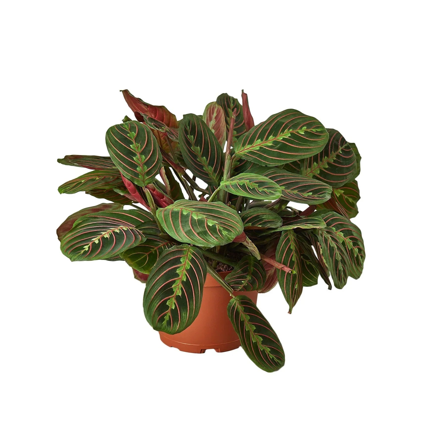 Red-Veined Prayer Plant, Maranta Leuconeura, Live Houseplant, Indoor Plant