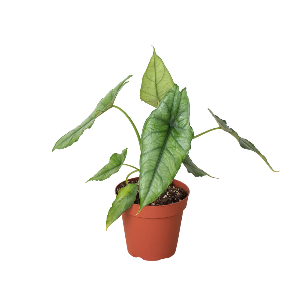 Alocasia 'Dragons Breath', Alocasia Heterophylla, Live Houseplant, Potted Indoor Plant