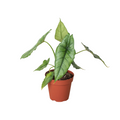 Alocasia 'Dragons Breath', Alocasia Heterophylla, Live Houseplant, Potted Indoor Plant