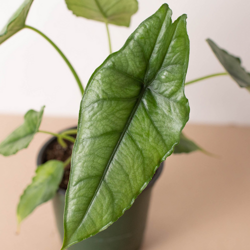 Alocasia 'Dragons Breath', Alocasia Heterophylla, Live Houseplant, Potted Indoor Plant