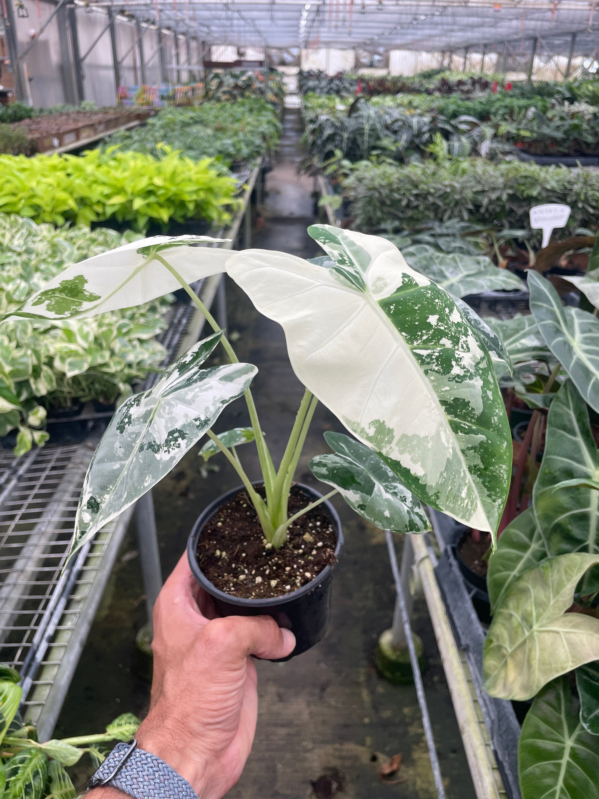 Alocasia 'Frydek' Variegated, Alocasia Micholitziana 'Frydek' Variegated, Live Houseplant, Potted Plant.